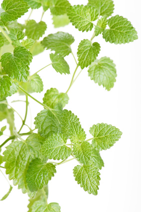 Mint leaves Healing Balm
